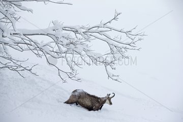 Chamois moving in deep snow - Jura Vaud Switzerland