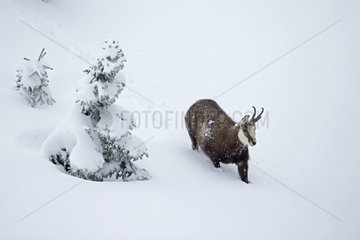 Chamois moving in deep snow - Jura Vaud Switzerland