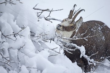 Chamois eating in deep snow - Jura Vaud Switzerland
