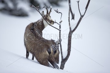 Chamois eating in deep snow - Jura Vaud Switzerland