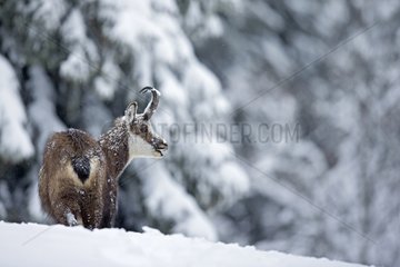 Chamois in deep snow - Jura Vaud Switzerland