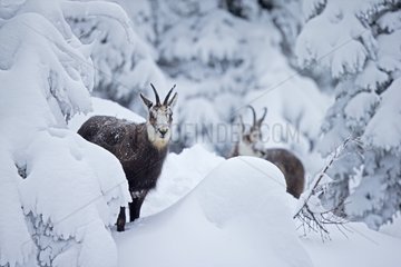 Chamois in deep snow - Jura Vaud Switzerland