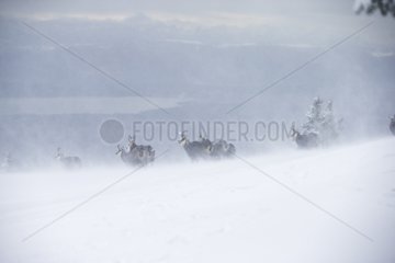 Chamois in snow - Jura Vaud Switzerland