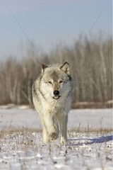 Gray wolf running in the snow in the United States