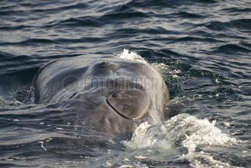 Sperm whale rolls on its side while socialising