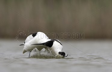 Courtship behaviour of pied Avocets in water France