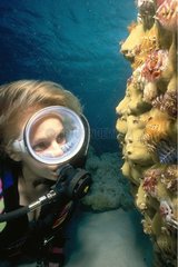 Plongeuse observant des Spirobranches Tuamotu