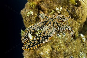 Blue Spiny Starfish  Coscinasterias tenuispina  Santa Maria Island  Azores  Portugal  Atlantic Ocean