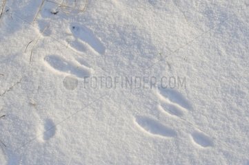 Spur des Kaninchens im Schnee im Winter