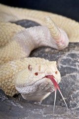 Portrait of Western diamondback rattlesnake (Crotalus atrox) albino