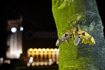Lime Hawk-Moth (Mimas tiliae) on a trunk in city at night  France