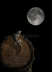 Moorish Wall Gecko (Tarentola mauritanica) observing the full moon  Spain