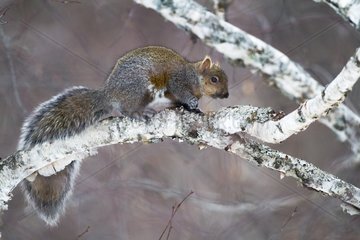 Eastern Grey squirrel on a branch - Quebec Canada
