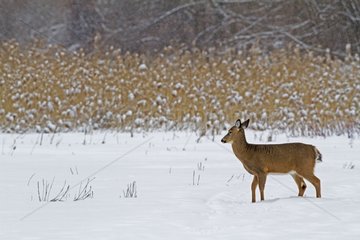 White-tailed deer in the snow in winter - Quebec Canada