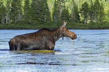 Moose crossing a lake - Mauricie NPQuebec Canada