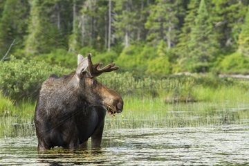Moose eating in a lake - Mauricie NPQuebec Canada