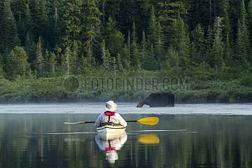 Kayaker approaching a moose in a lake - Quebec Canada