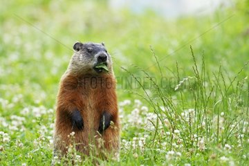 Woodchuck eating on grass - Quebec Canada