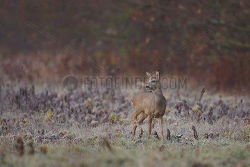 Roe deer (Capreolus capreolus) buck listening in a cold morning - Alsace  France