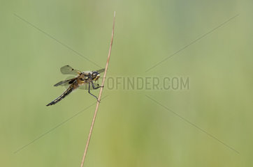 Eurasian red dragonfly (Sympetrum depressiusculum) female on a rod  PNR Livradois  Auvergne  France