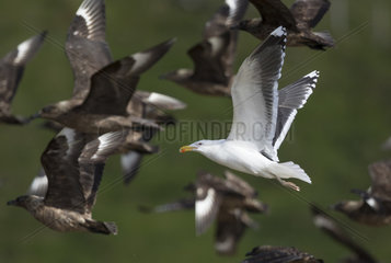 Great black-backed gull (Larus marinus) in flight with Great Skuas (Stercorarius skua)  Shetland
