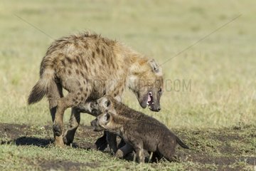 Kenya  Masai-Mara game reserve  spotted hyena (Crocuta crocuta)  female and her babies