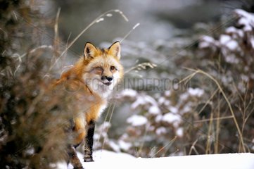 Male Red fox during rut period Rocky Mountains