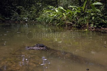 Cuvier's dwarf caiman in water Montagne de Kaw French guiana