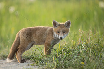 Red fox (Vulpes vulpes ) young   Country Fribourg   Switzerland