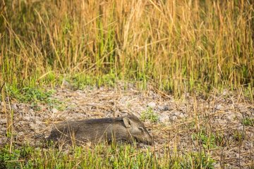 India  Assam  Kaziranga national park  Unesco World Heritage wild boar (Sus scrofa)
