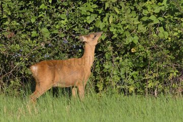 Western Roe Deer (Capreolus capreolus) in Meadow  Hesse  Germany  Europe