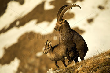 Alpine ibex (Capra ibex) mating in the Valais Alps   Switzerland.
