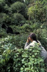 Femme observant les gorilles PN Mgahinga Ouganda