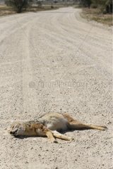 Jackal victim of the road Kalahari South Africa