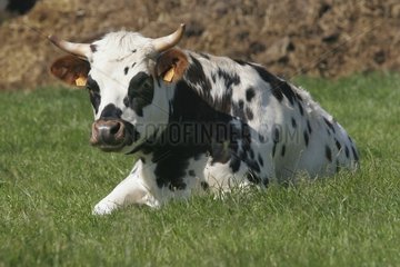Vache normande couchée dans l'herbe France
