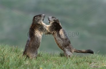 Alpine Marmots fighting on rock the Alps Austria