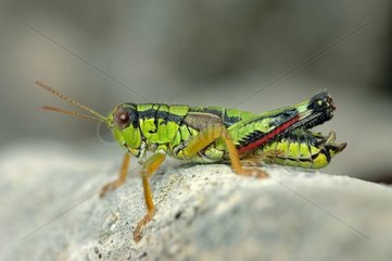 Grasshopper Mâle posed on a rock Ain France