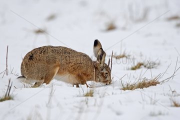 European hare looking for food in snow Great Britain
