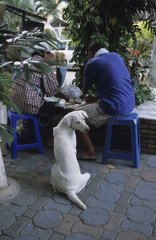 Hund sitzt auf der Terrasse eines Hauses Bangkok Thailand