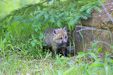 Young Red Fox in spring - Minnesota USA
