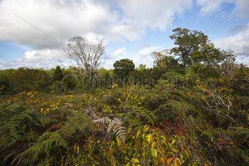 Landscape of Atlantic Forest - Bahia Brazil