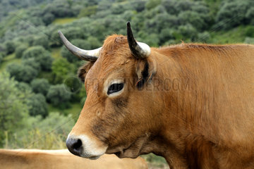 Portrait of Corsican cow in the bush - Corse France
