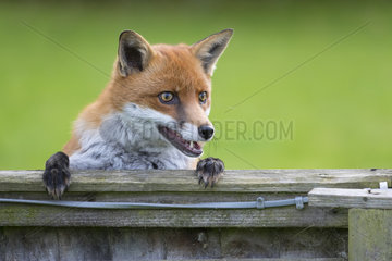 Red fox (Vulpes vulpes) Fox looking over a fence  England  Autumn
