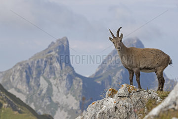 Alpine Ibex (Capra ibex) female  Valais Alps  Switzerland.