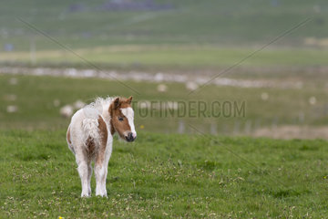 Shetland poney (Equus caballus) Young poney standing in a meadow  Shetland  Spring