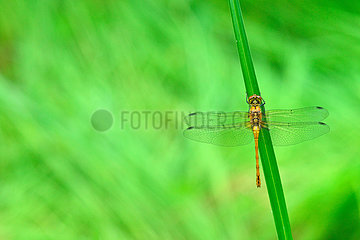 Dragonfly on rush - Fouzon Prairie France