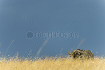 Cape Buffalo in savannah - Masai Mara Kenya