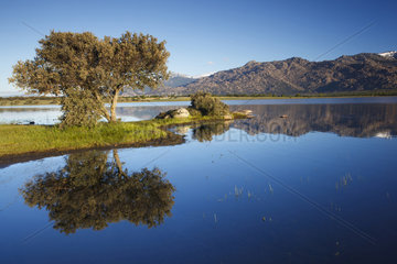Tree and reflection - Santillana reservoir Guadarrama Spain