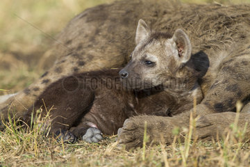Spotted Hyena female and young at den - Masai Mara Kenya