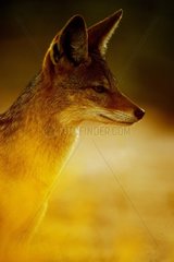 Portrait of black-backed jackal (Canis mesomelas) in the Kalahari Desert  Kgalagad Transfrontier Park  North Cape  South Africa